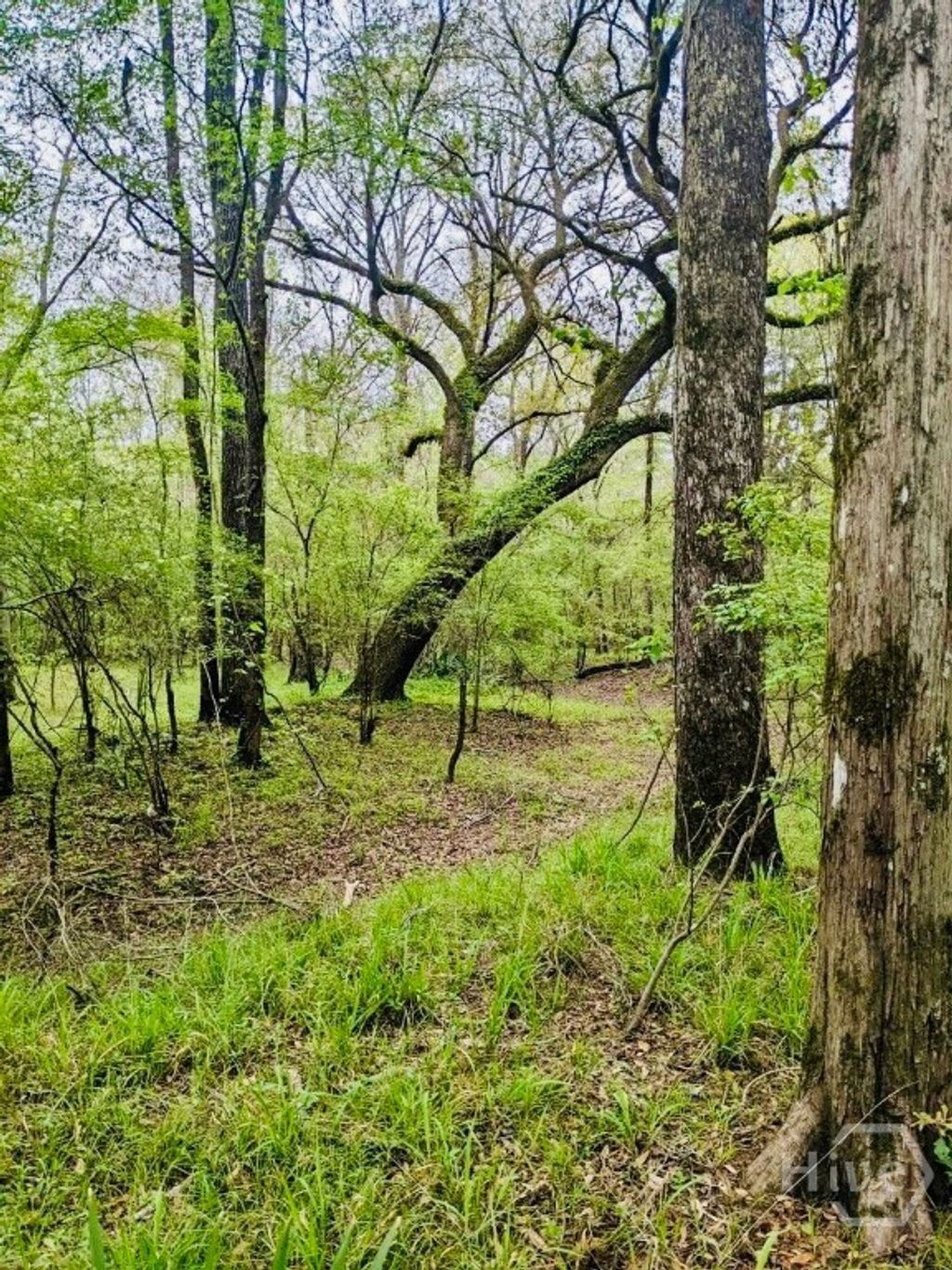 Photo of 00 Spikes Road, Reidsville, GA 30453 (MLS # SA339283)