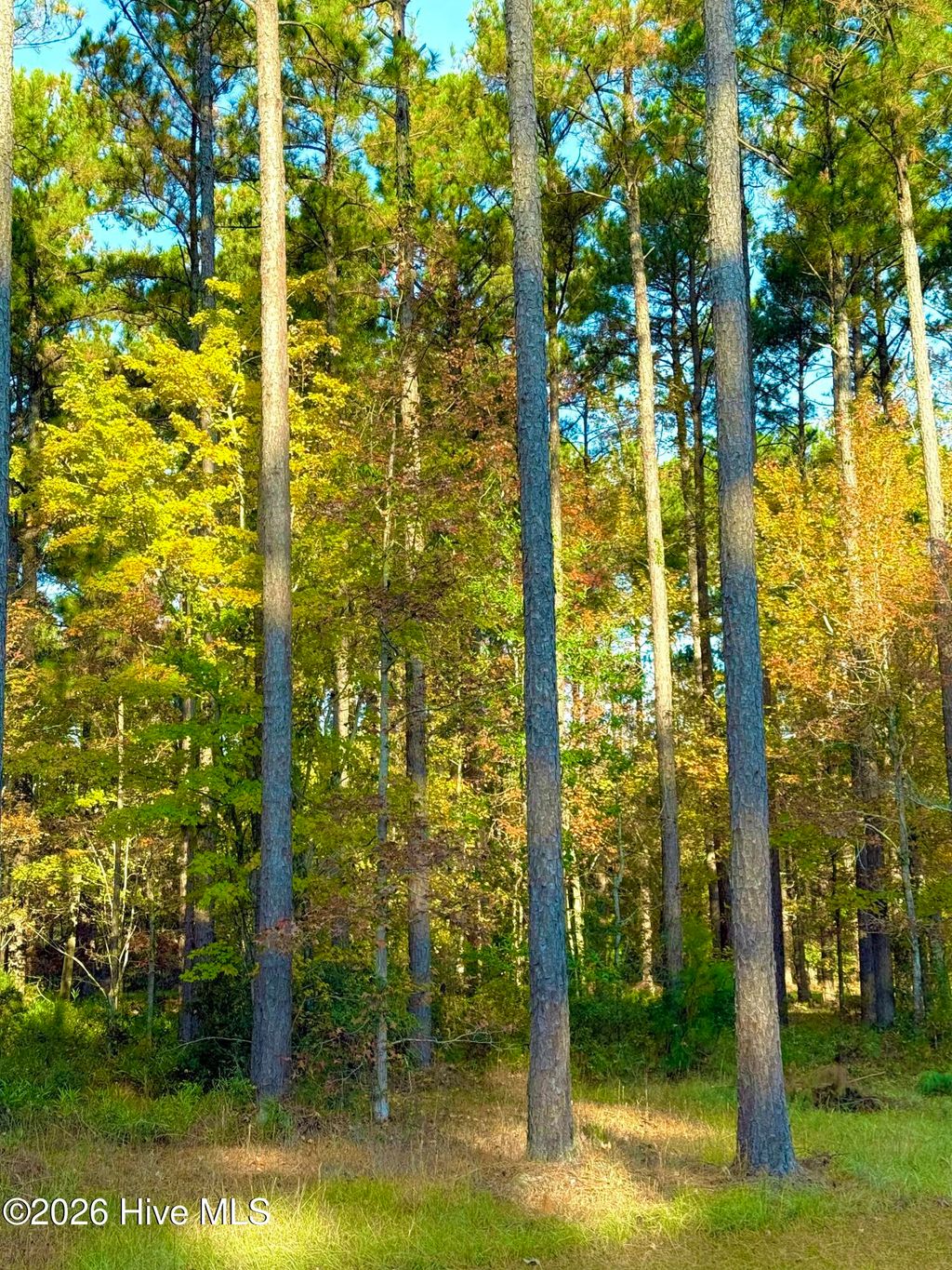 Photo of 219 Ocracoke Drive, Oriental, NC 28571 (MLS # 100569505)