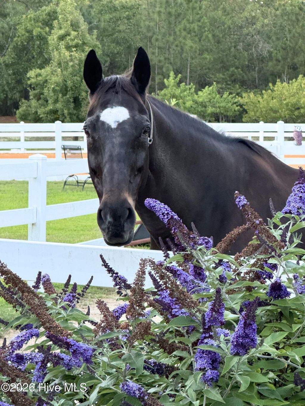 Photo of 188 Shagbark Road, Seven Lakes, NC 27376 (MLS # 100569621)