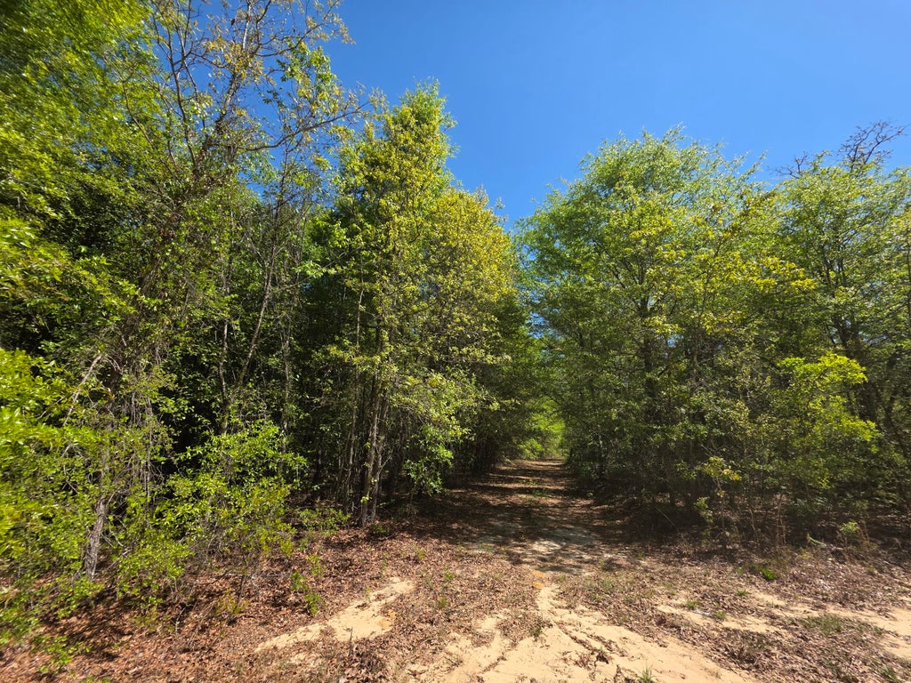 Photo of 1 Briarwood Drive, Williston, SC 29853 (MLS # 98256081)