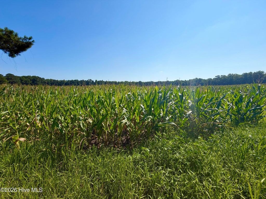 Photo of 00 Cedar Fork Road, Beulaville, NC 28518 (MLS # 100590487)
