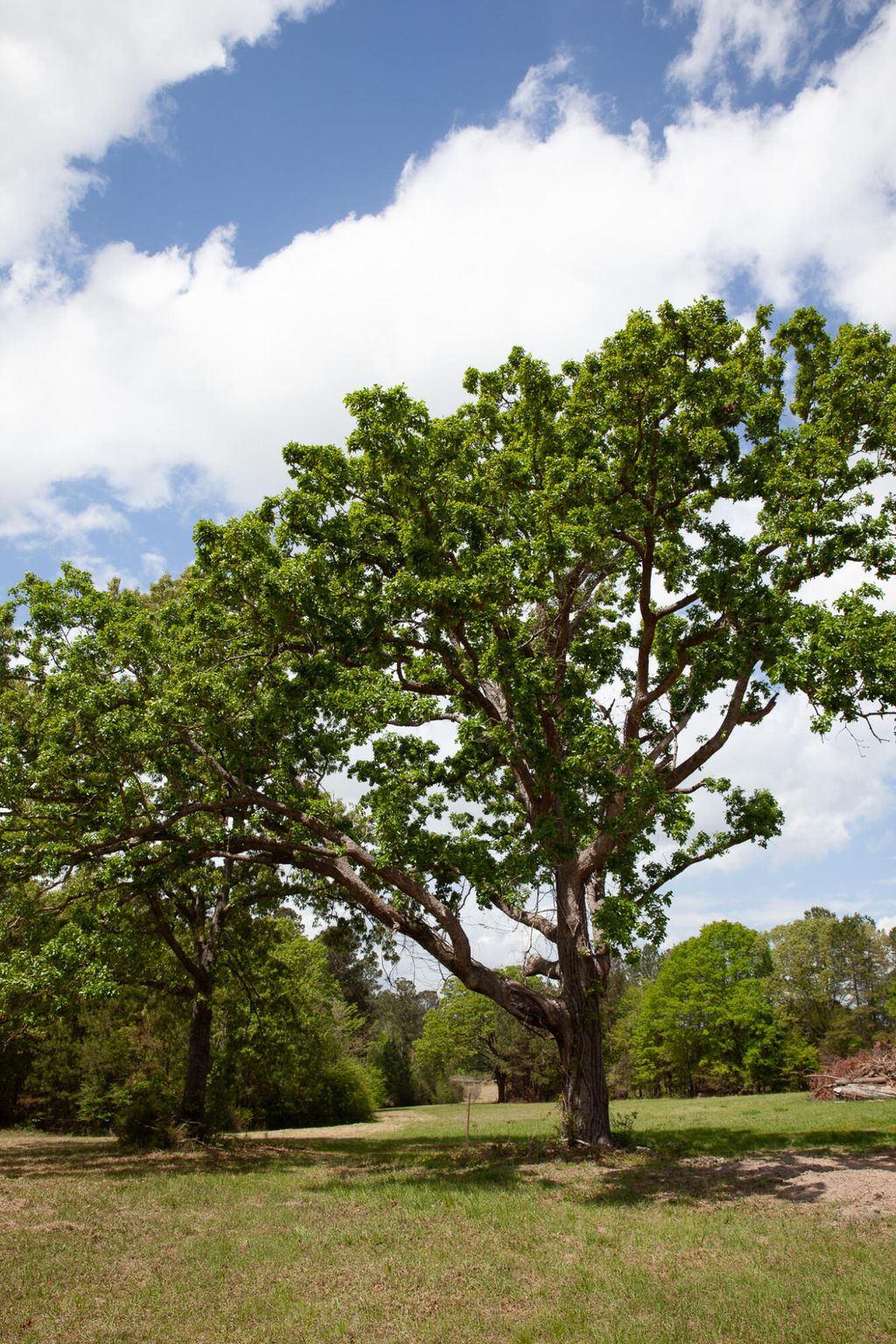 Photo of 00 Ralph Goolsby Road, Lincolnton, GA 30817 (MLS # 554897)