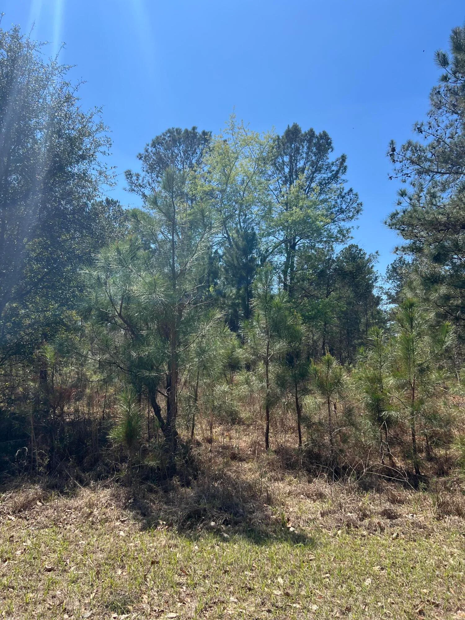 708 Kingstown Road, Sardis, GA, 30456
