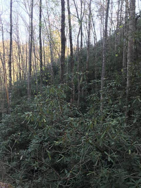 Vacant Land For Sale - 604 Upper Sawyers Creek<br/> Graham County, Robbinsville, NC 28771