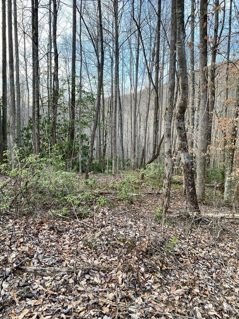 Vacant Land For Sale - 00 Carringer Road<br/> Graham County, Robbinsville, NC 28771