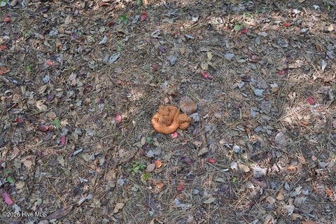 Tiny photo for 0 Angola Bay Road, Wallace, NC 28466 (MLS # 100611303)