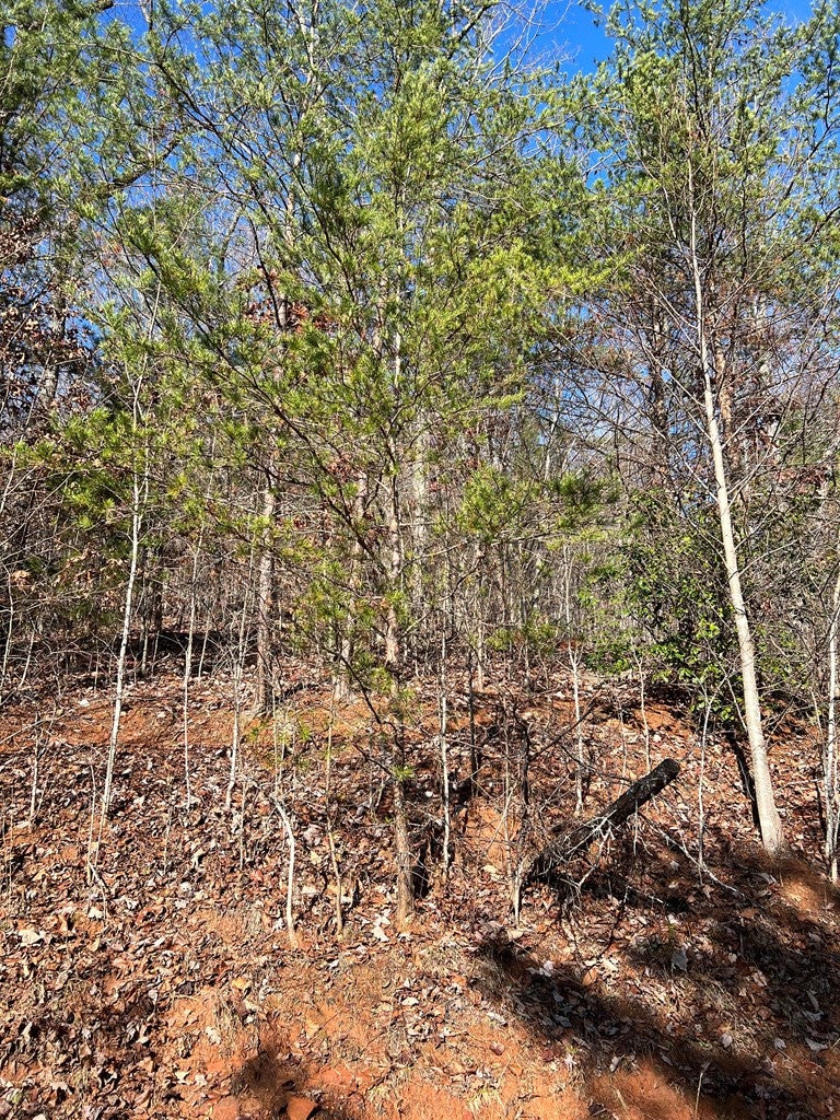 Lot 56c 56C Indian Trail - Photo 3