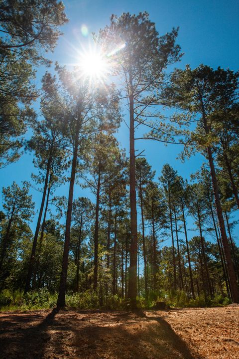 Vacant Land For Sale - 6345 Cobbham Road<br/> Appling, GA 30802