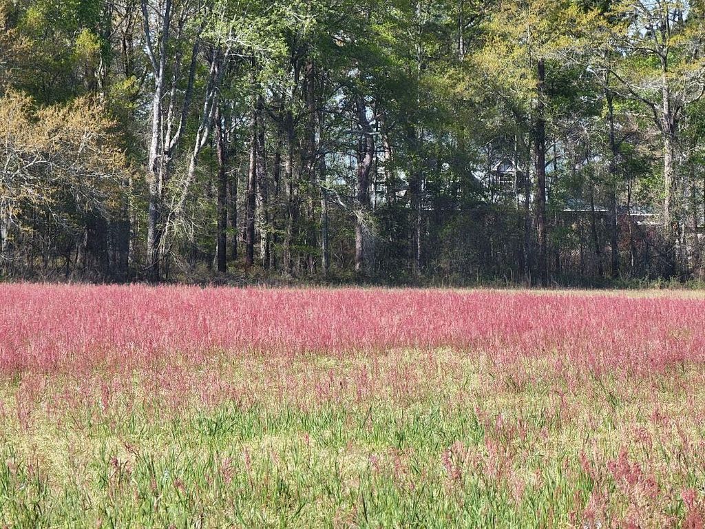 Photo of 1880 Alexander- Munnerlyn Road, Sardis, GA 30456 (MLS # 552914)