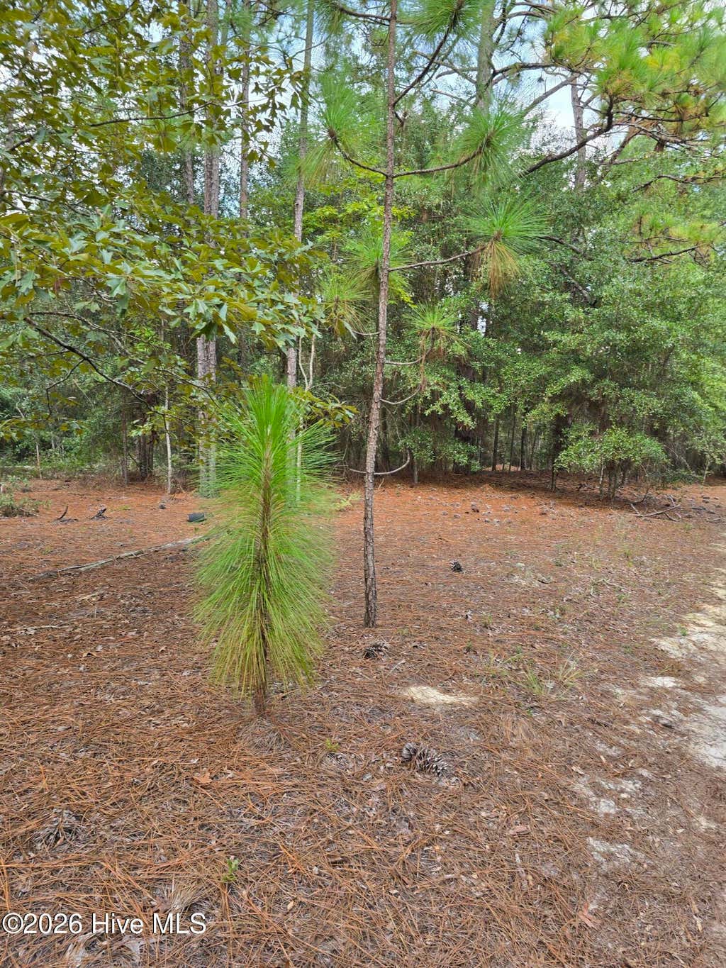 Photo of 317 R J Johnson Road, Allendale, SC 29810 (MLS # 100584686)
