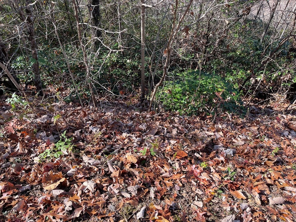 Lot 31j 31J Ash Branch Road - Photo 4