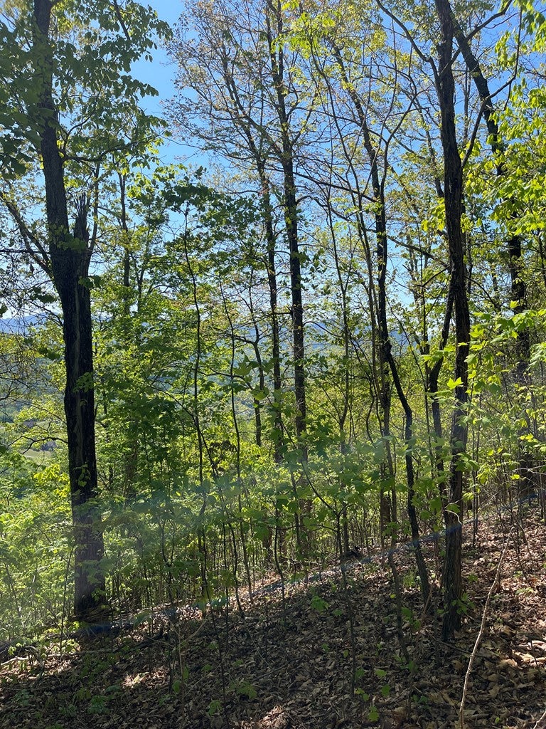 Lot 11j 11J Ash Branch View - Photo 4