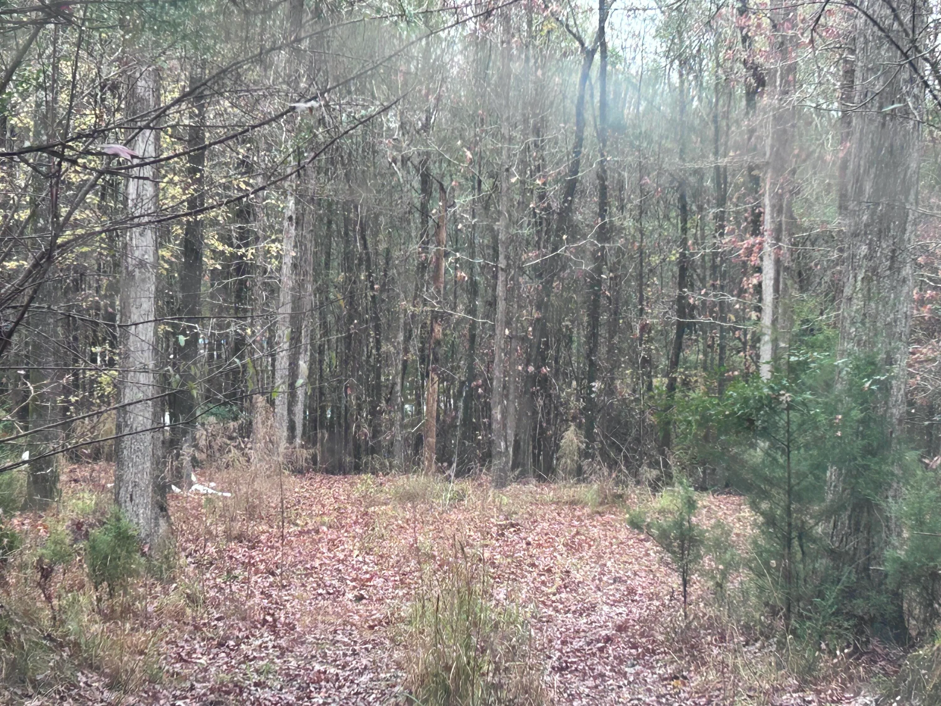 1956 Pineywoods Road