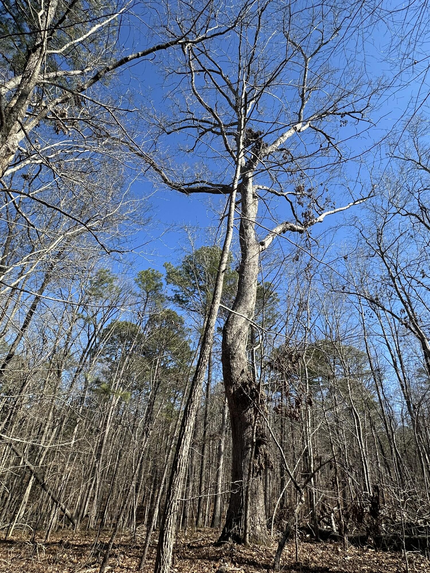 117 Cumberland Drive