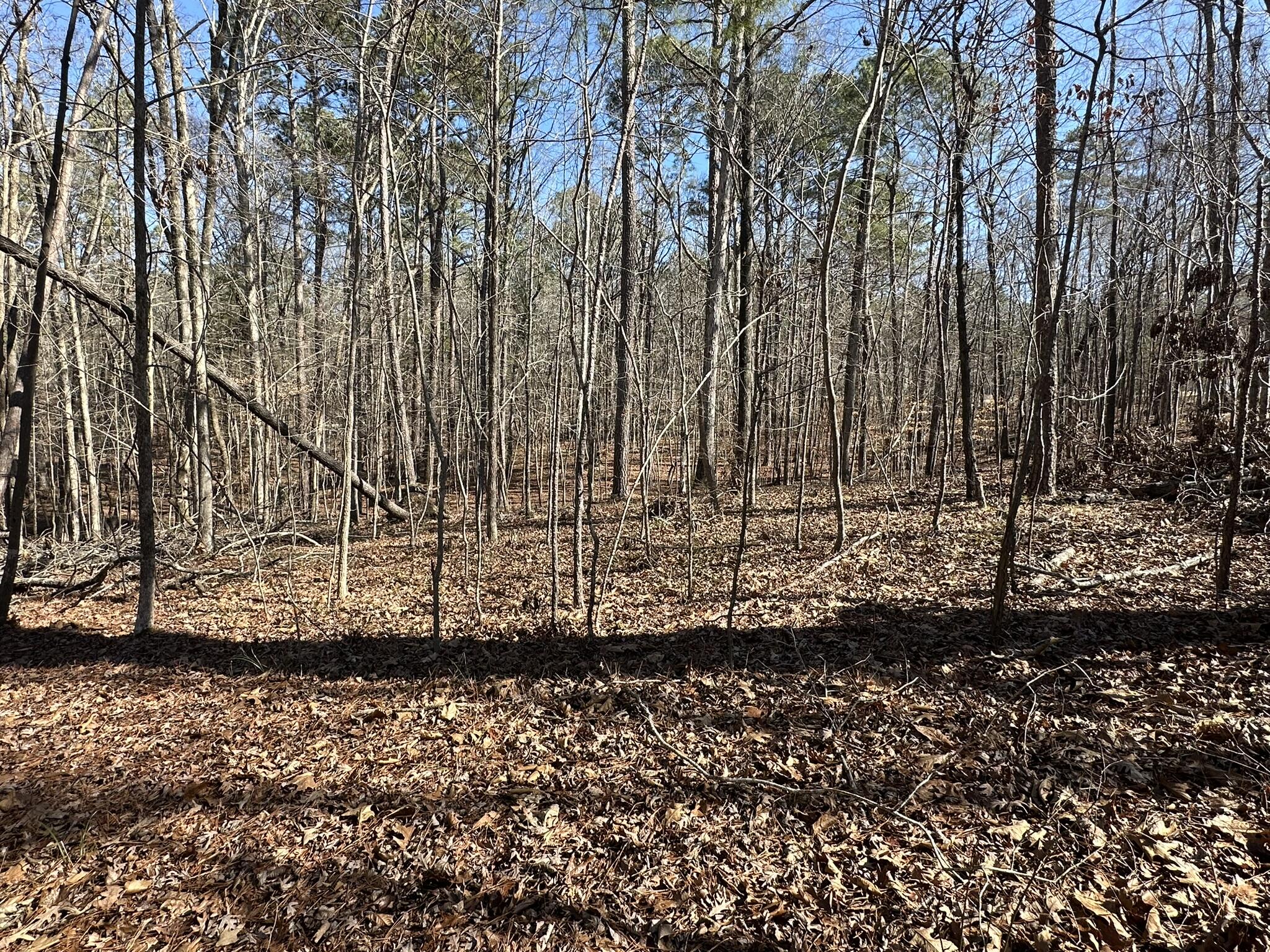 117 Cumberland Drive