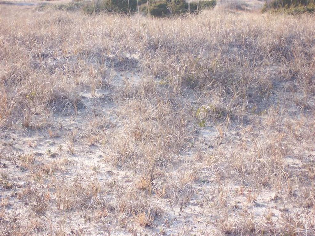 Photo of 26 Black Skimmer Trail, Bald Head Island, NC 28461 (MLS # 100506380)