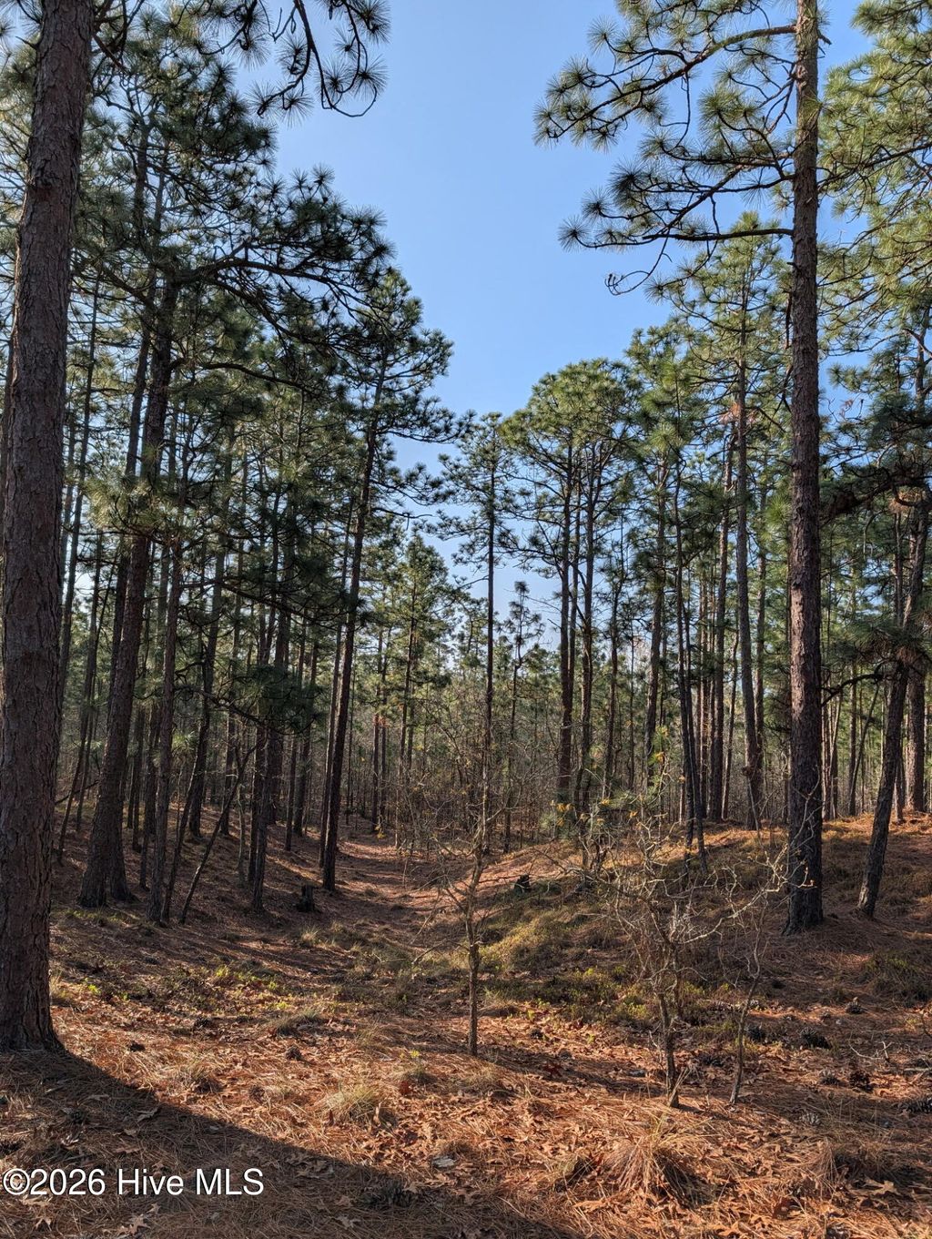 Photo of 350 Longleaf Drive, West End, NC 27376 (MLS # 100564122)