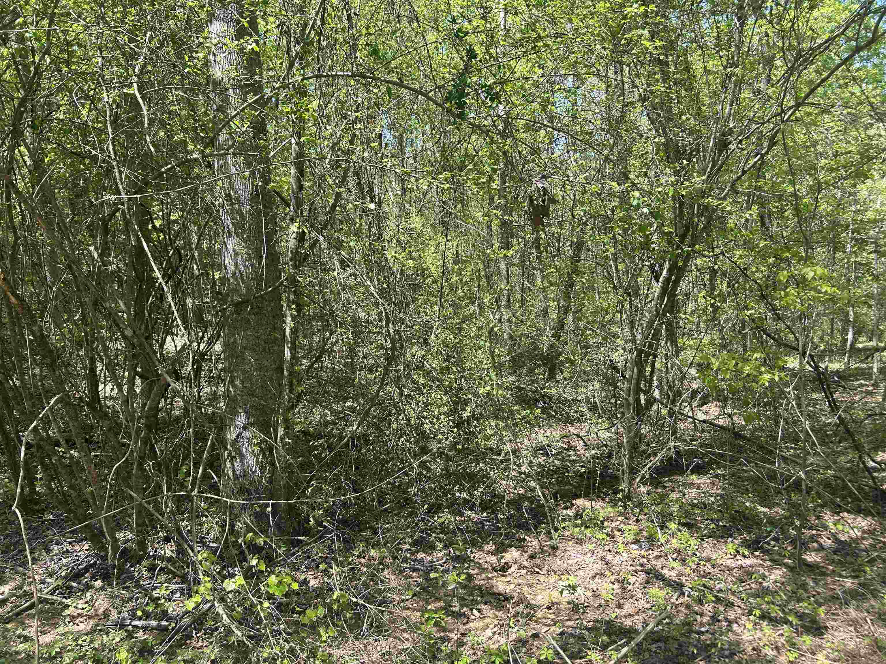Lot 1 & 2 Pine Cir