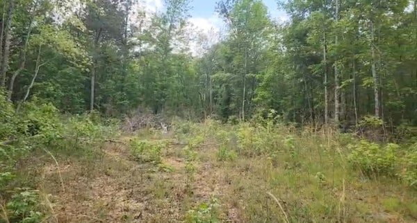 FULLER RD, PHIL CAMPBELL, AL 35581 - Image f8d15b4f4e52105102bea5edbc184286/1299971232