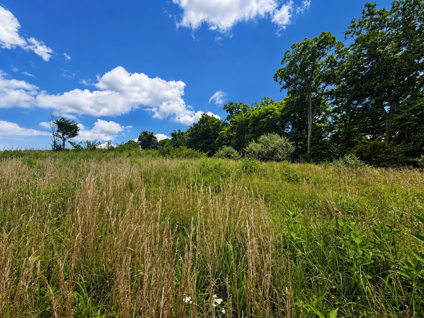 Lot 4 Green Tree Road