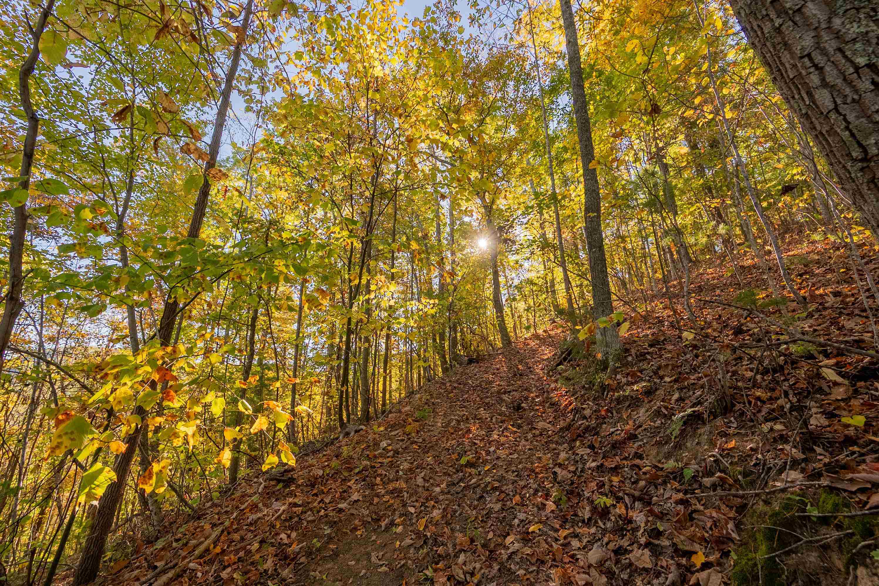 Check, Virginia 24072, United States, ,Land,Active,235565