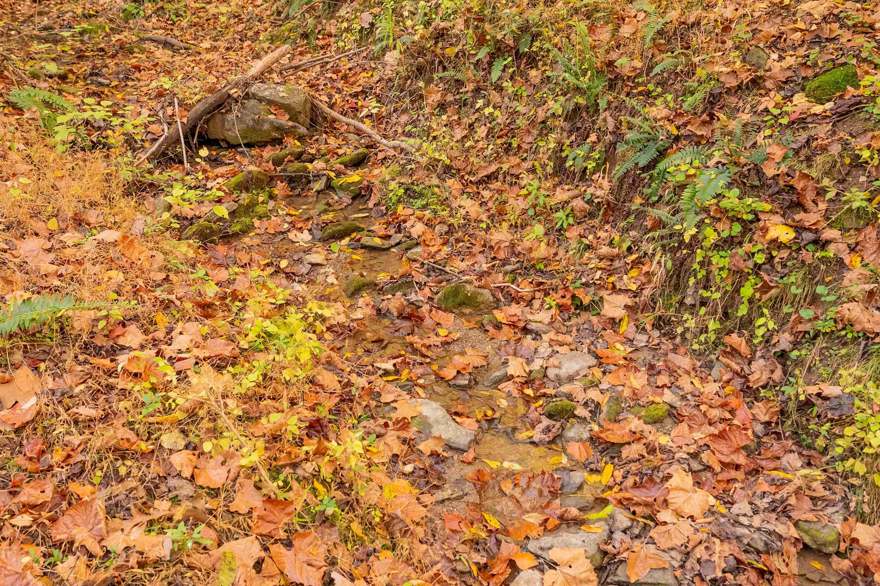 Check, Virginia 24072, United States, ,Land,Active,235565