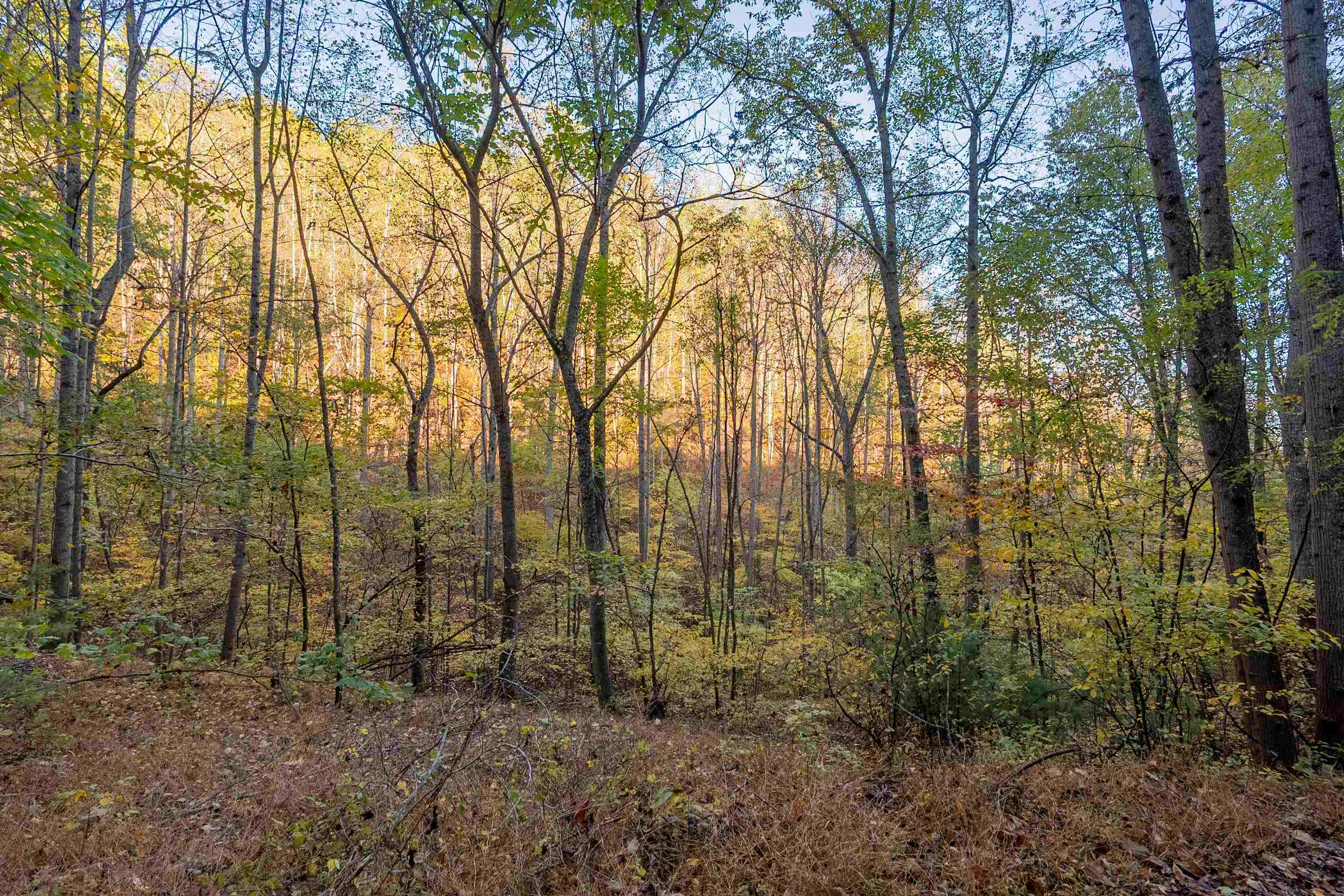 Check, Virginia 24072, United States, ,Land,Active,235565