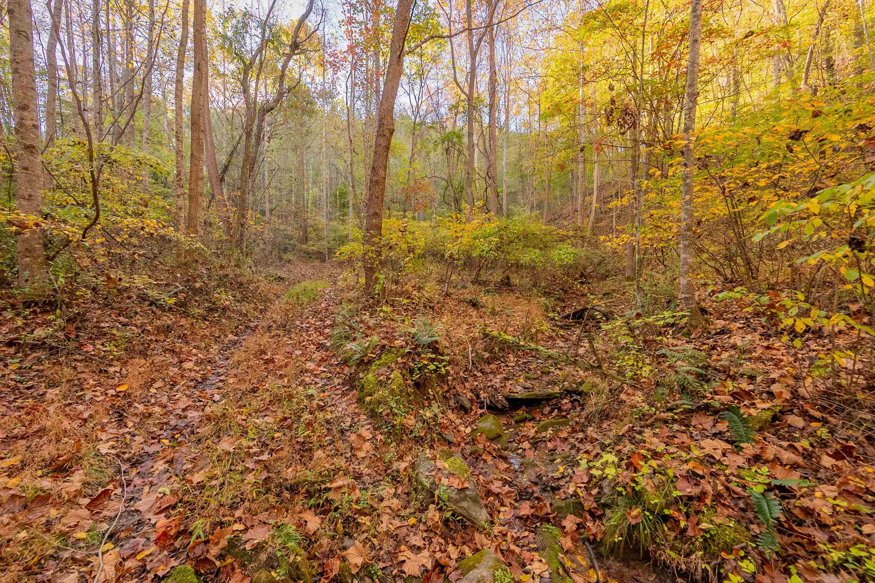 Check, Virginia 24072, United States, ,Land,Active,235565