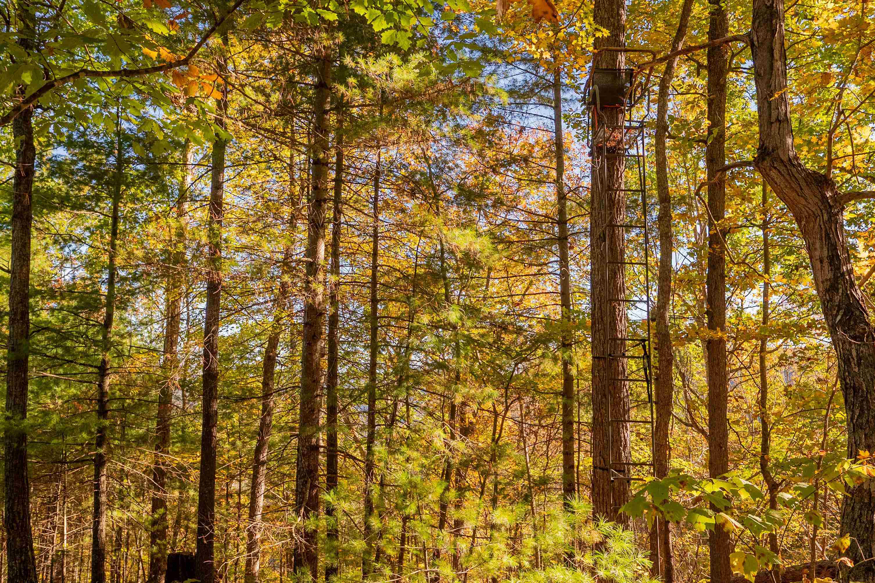 Check, Virginia 24072, United States, ,Land,Active,235565