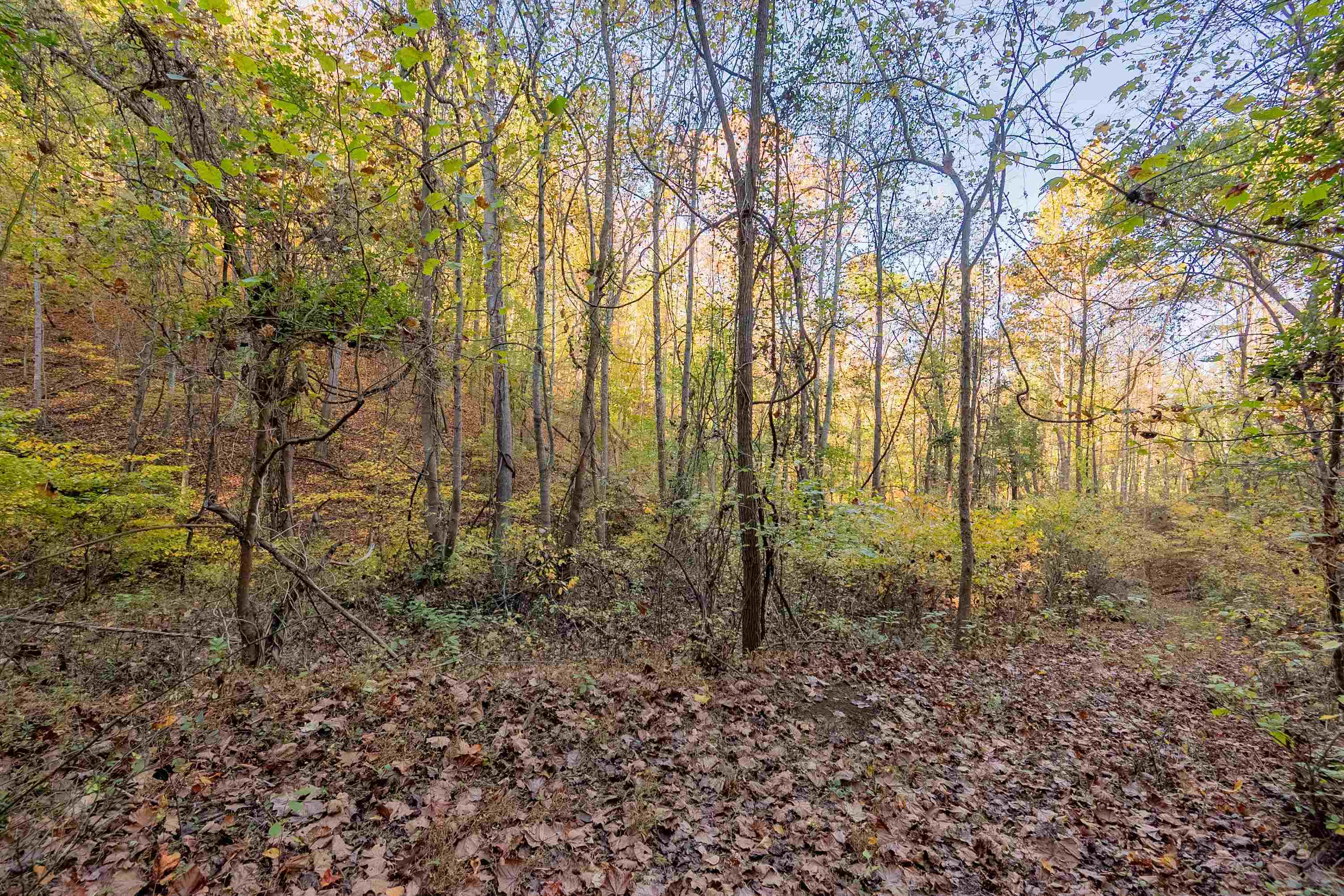 Check, Virginia 24072, United States, ,Land,Active,235565