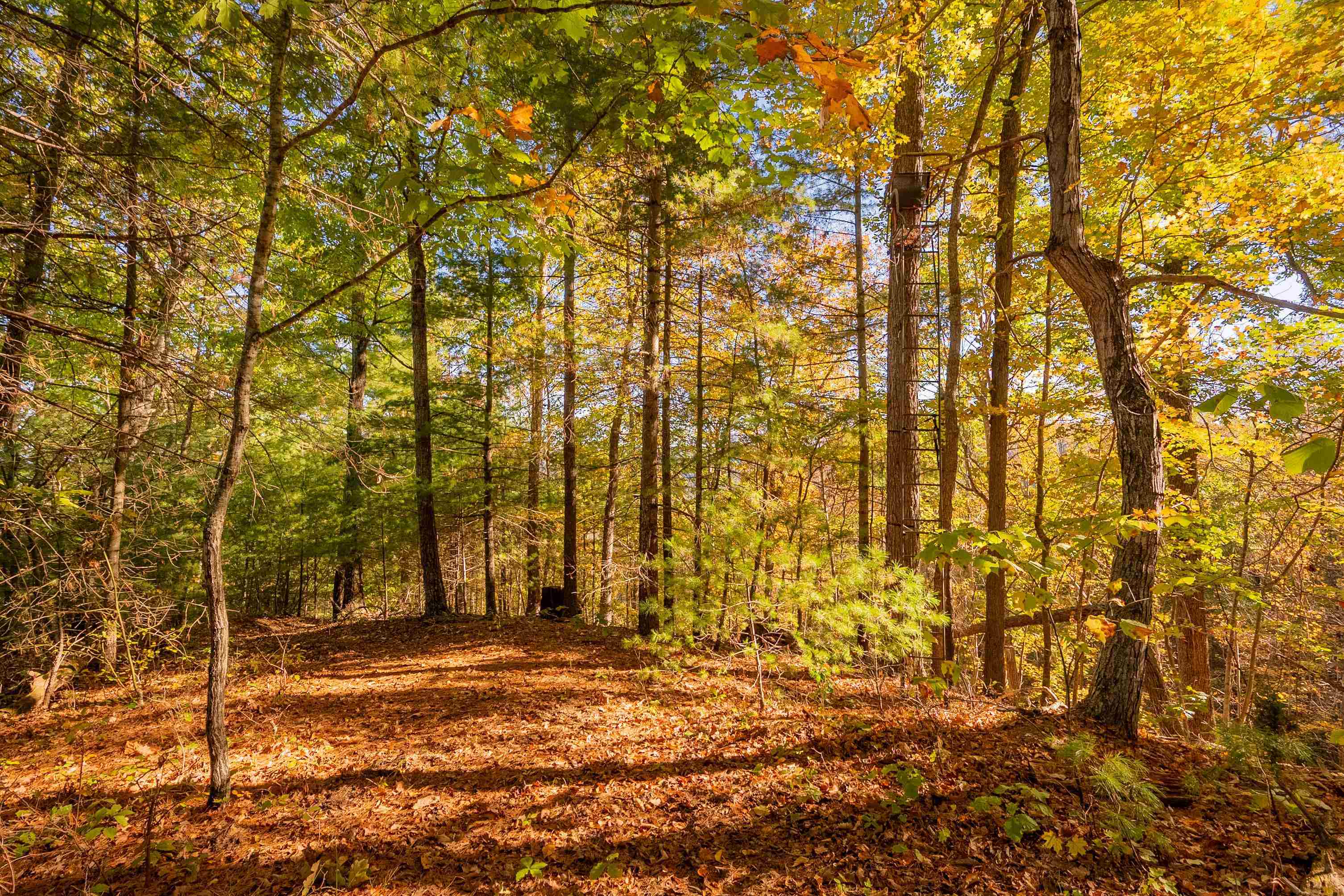 Check, Virginia 24072, United States, ,Land,Active,235565