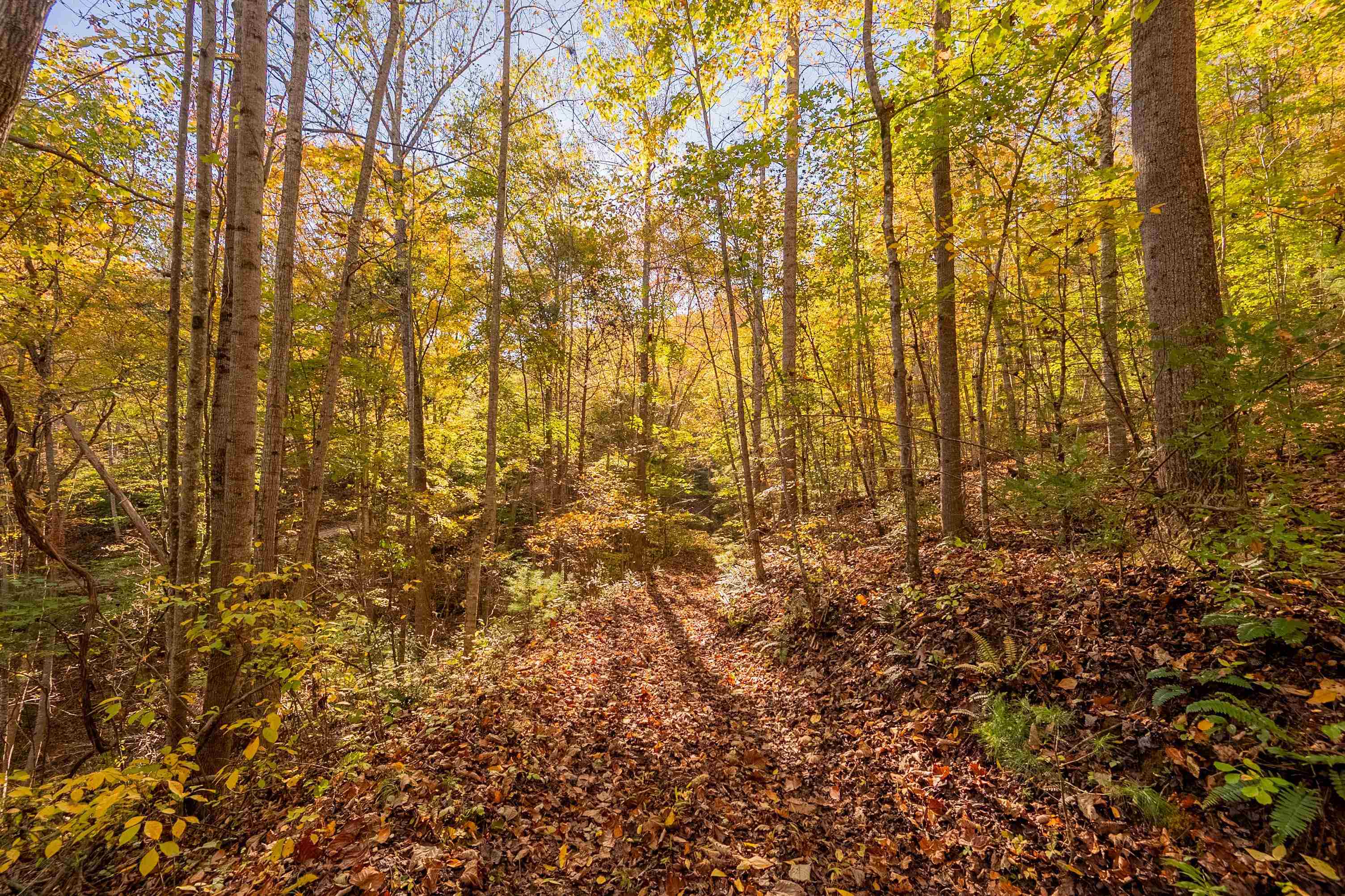 Check, Virginia 24072, United States, ,Land,Active,235565