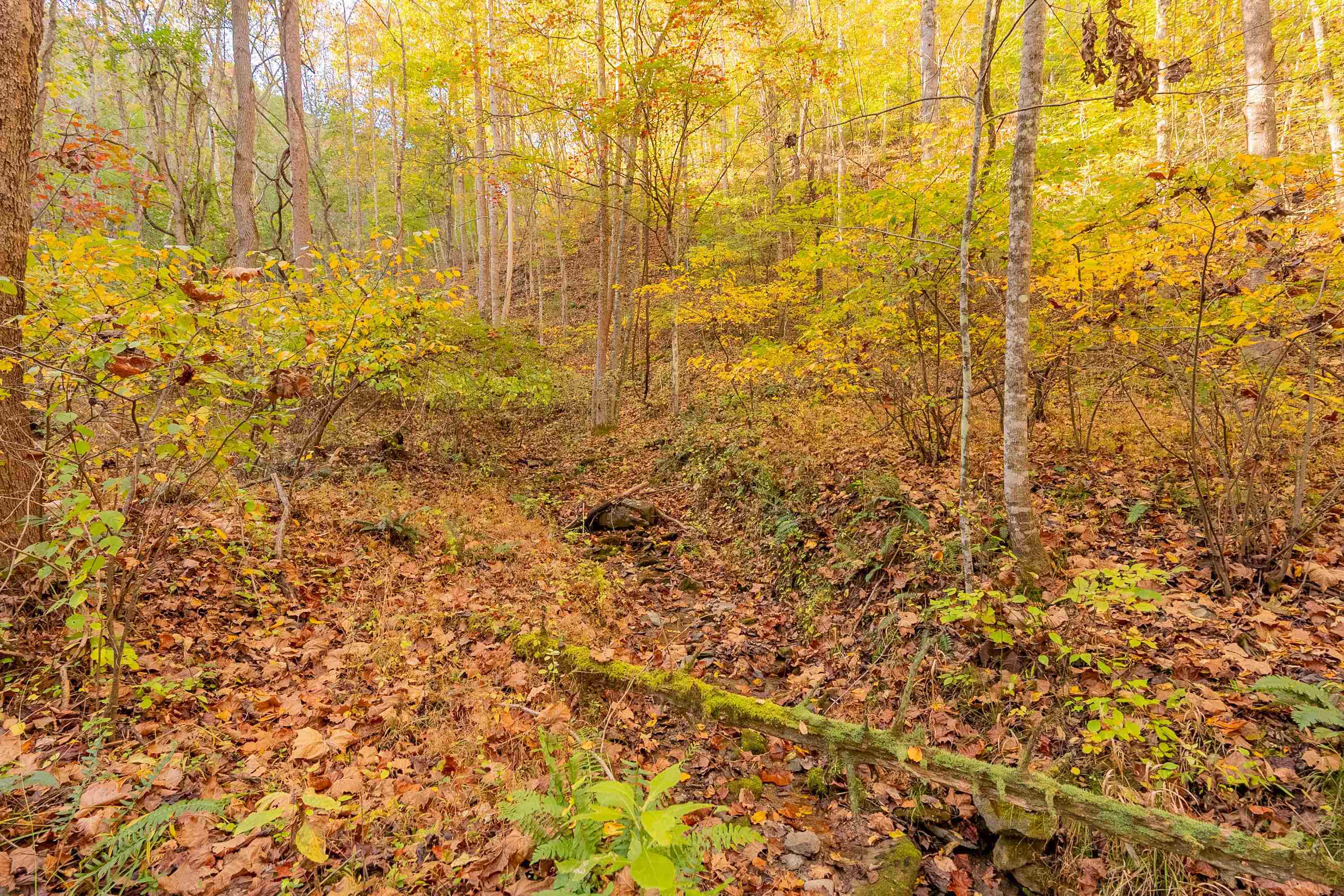 Check, Virginia 24072, United States, ,Land,Active,235565