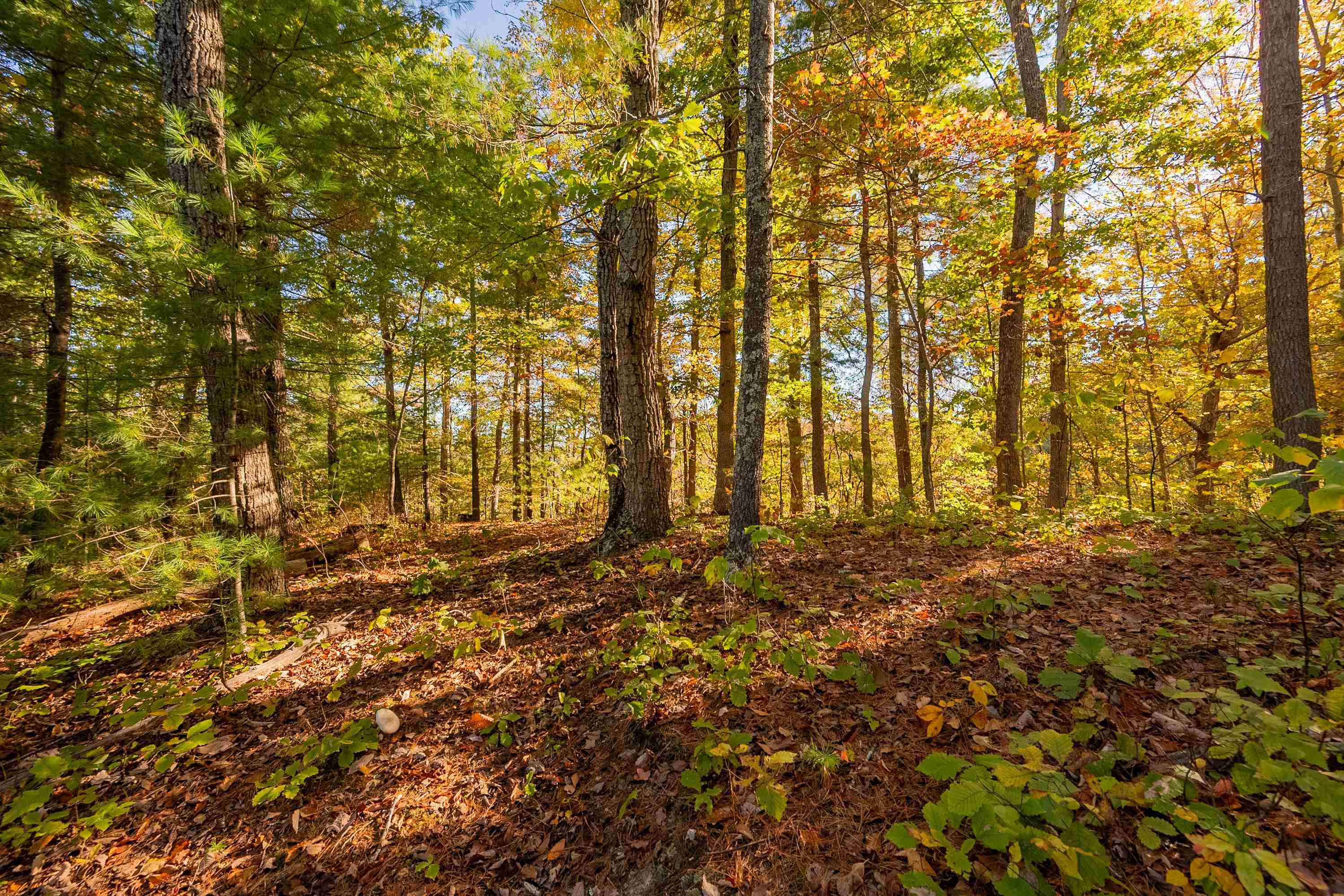 Check, Virginia 24072, United States, ,Land,Active,235565