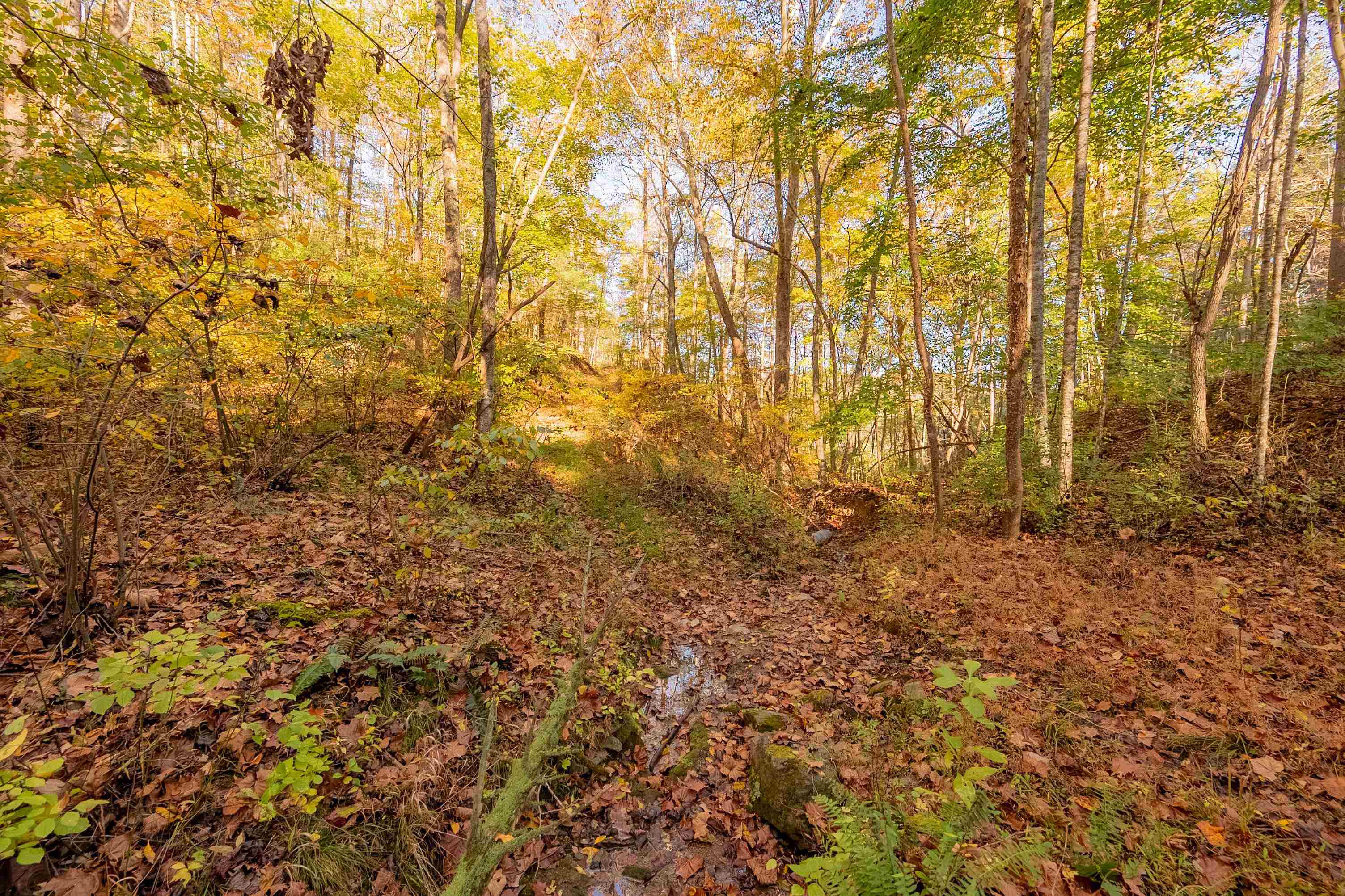 Check, Virginia 24072, United States, ,Land,Active,235565