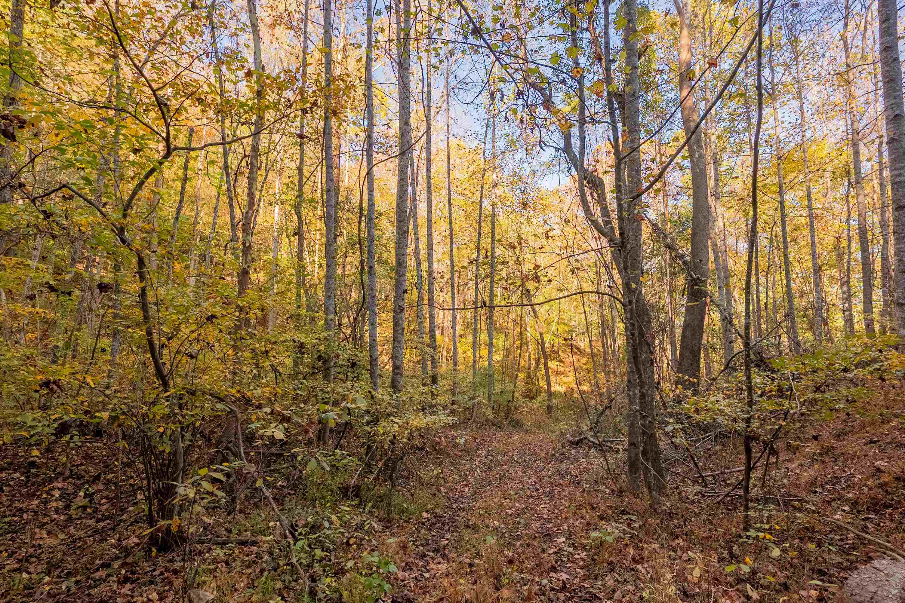 Check, Virginia 24072, United States, ,Land,Active,235565