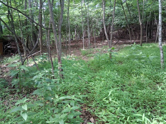 FRAZIER RD, RADFORD, VA 24141 - Image fc0ea13d37ae6660a973da10d75f9e2d/1484996424