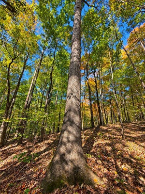 DUNBAR LEETOWN ROAD, MORGANTOWN, KY 42261 - Image dca086b2768e292b5e618e4fccd3dd70/3695572815