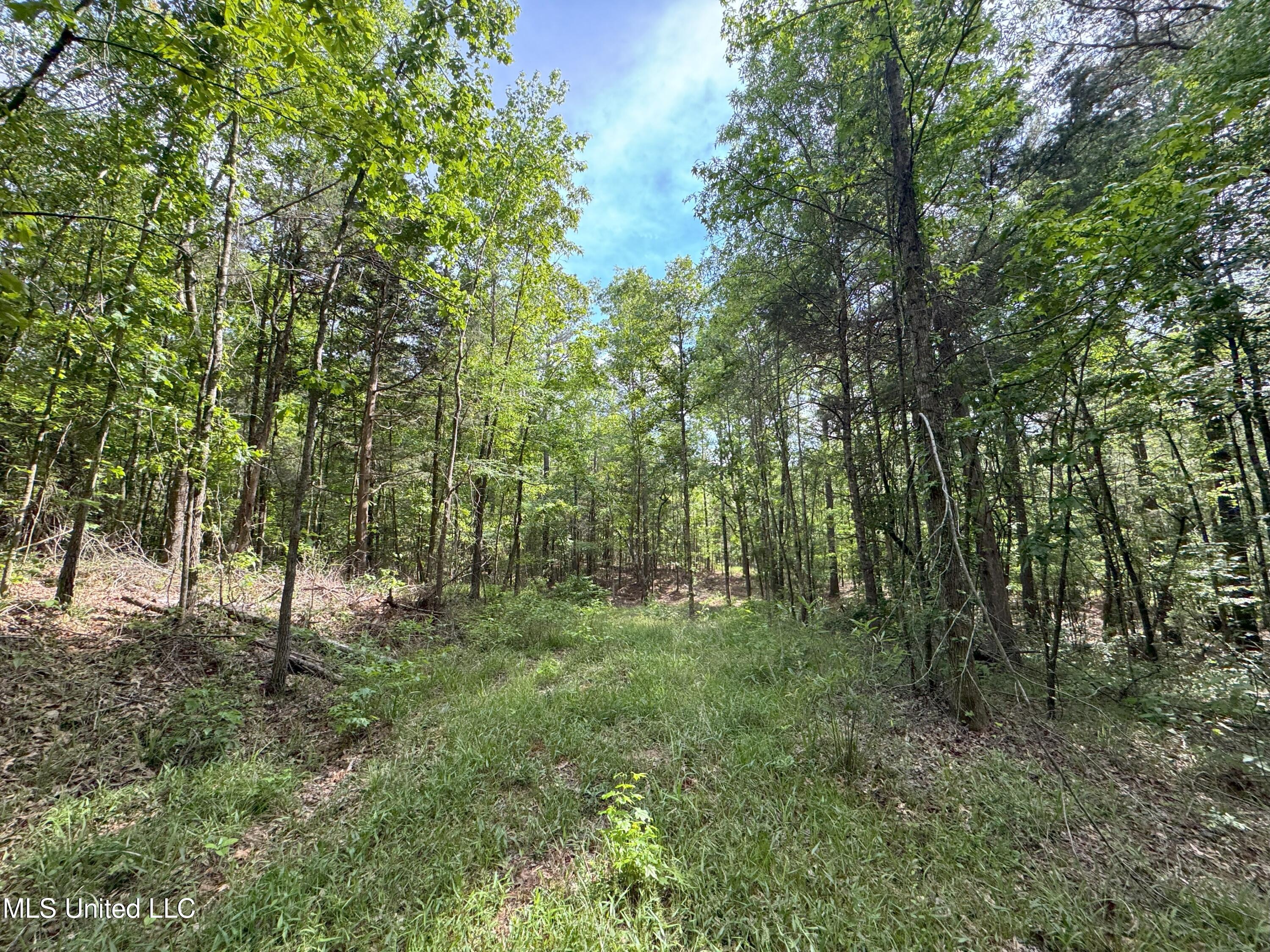 485 Sweet Home Road, Duck Hill, Mississippi image 3