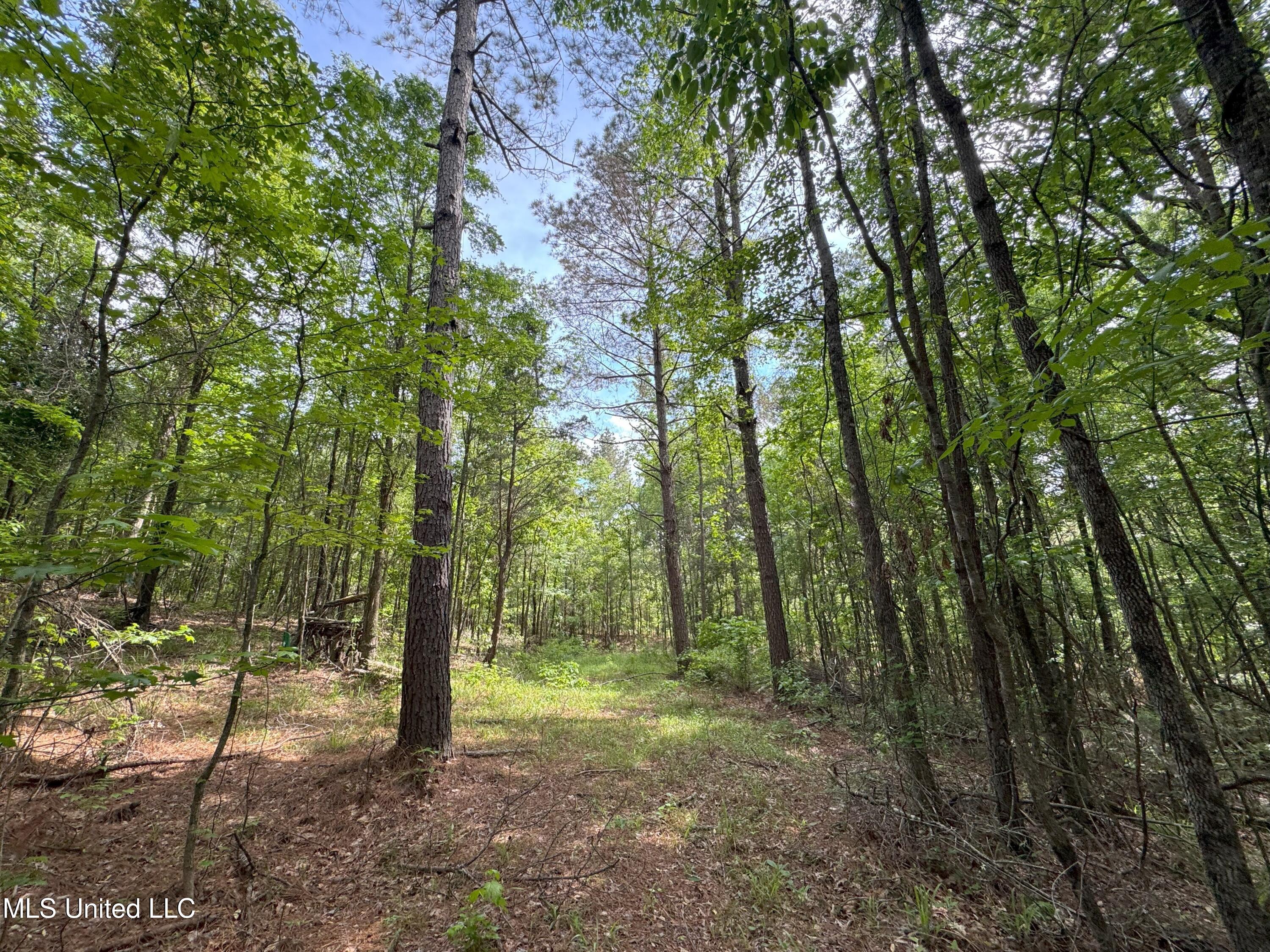 485 Sweet Home Road, Duck Hill, Mississippi image 9