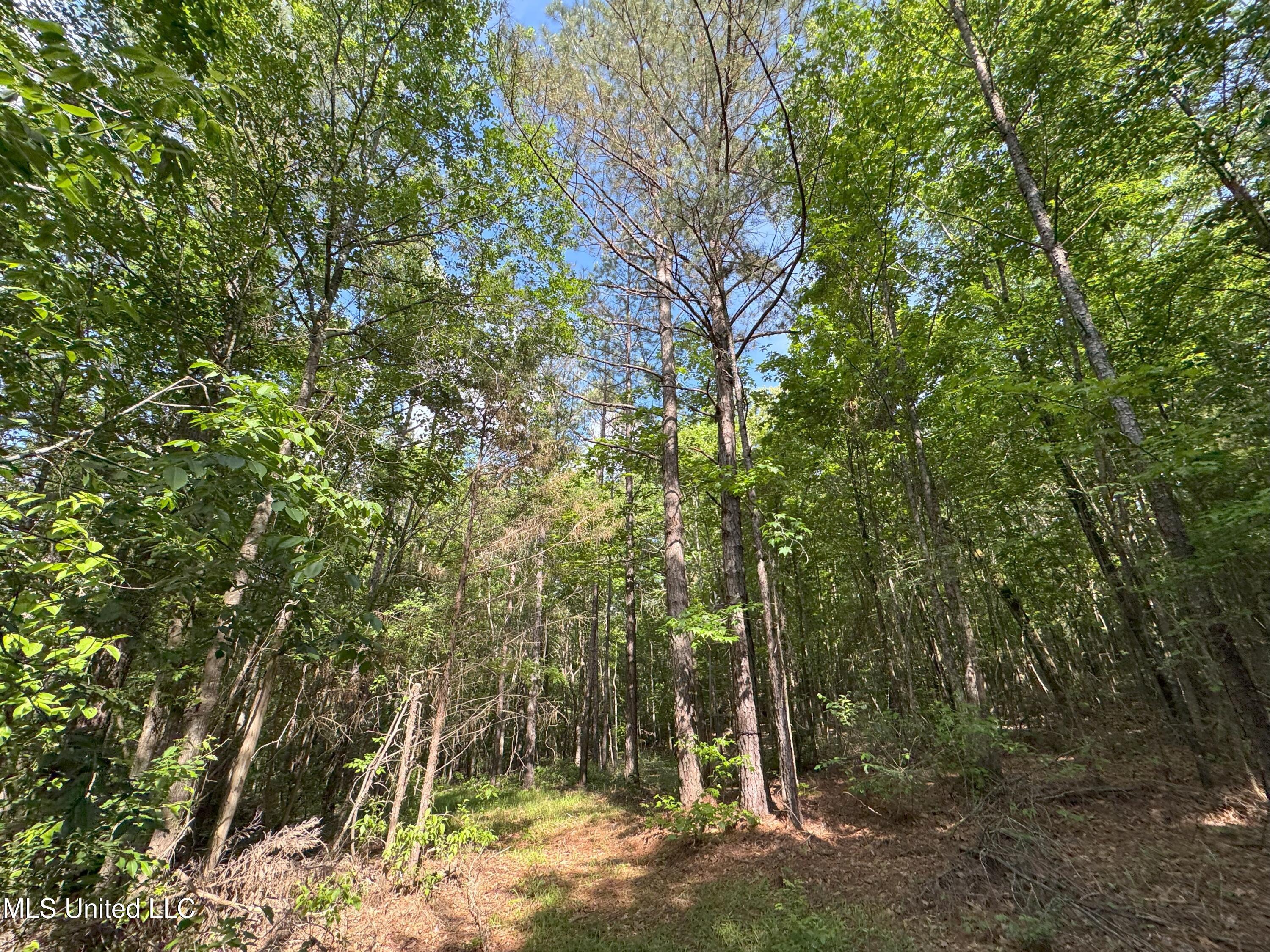 485 Sweet Home Road, Duck Hill, Mississippi image 11