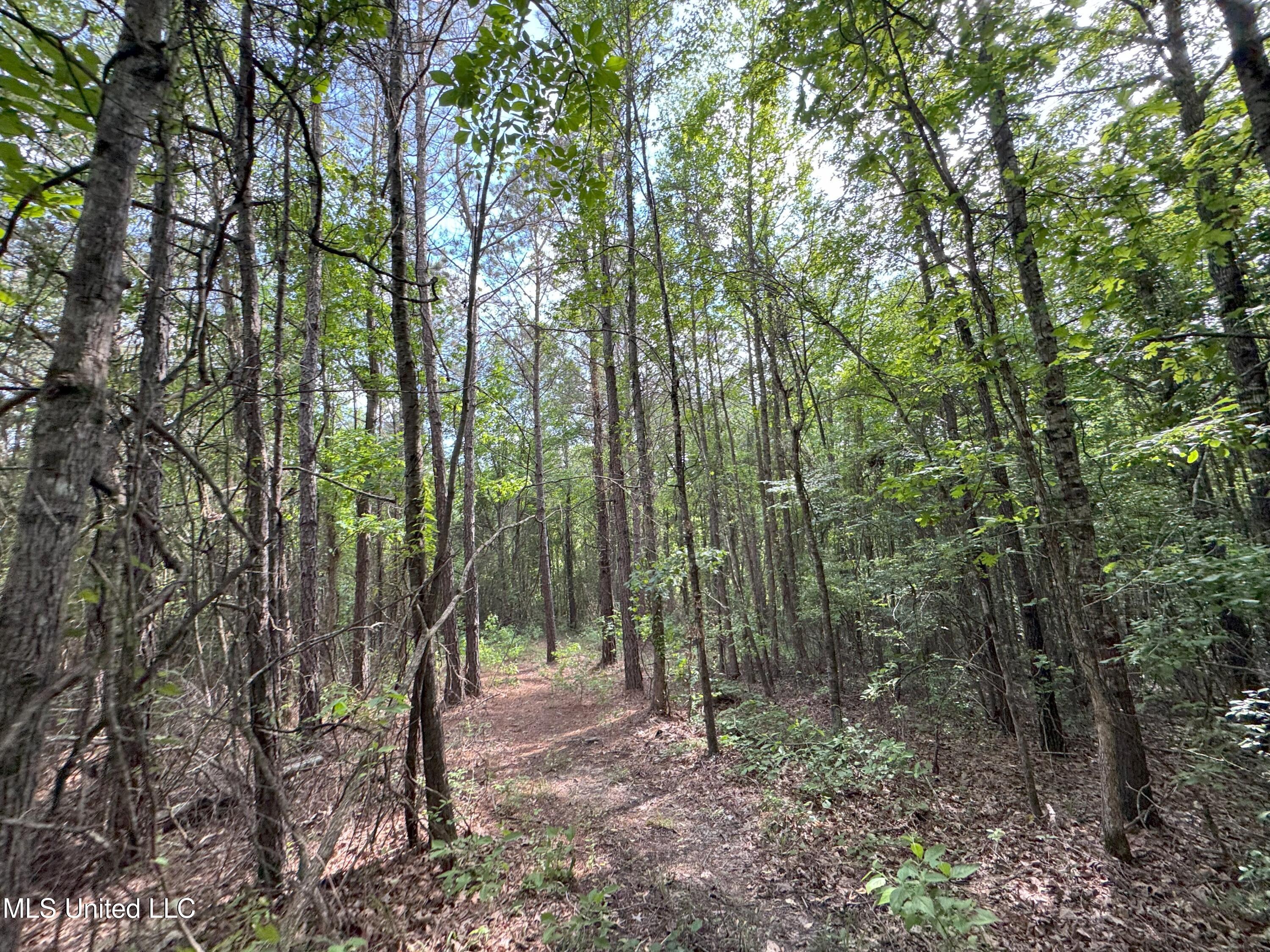 485 Sweet Home Road, Duck Hill, Mississippi image 14