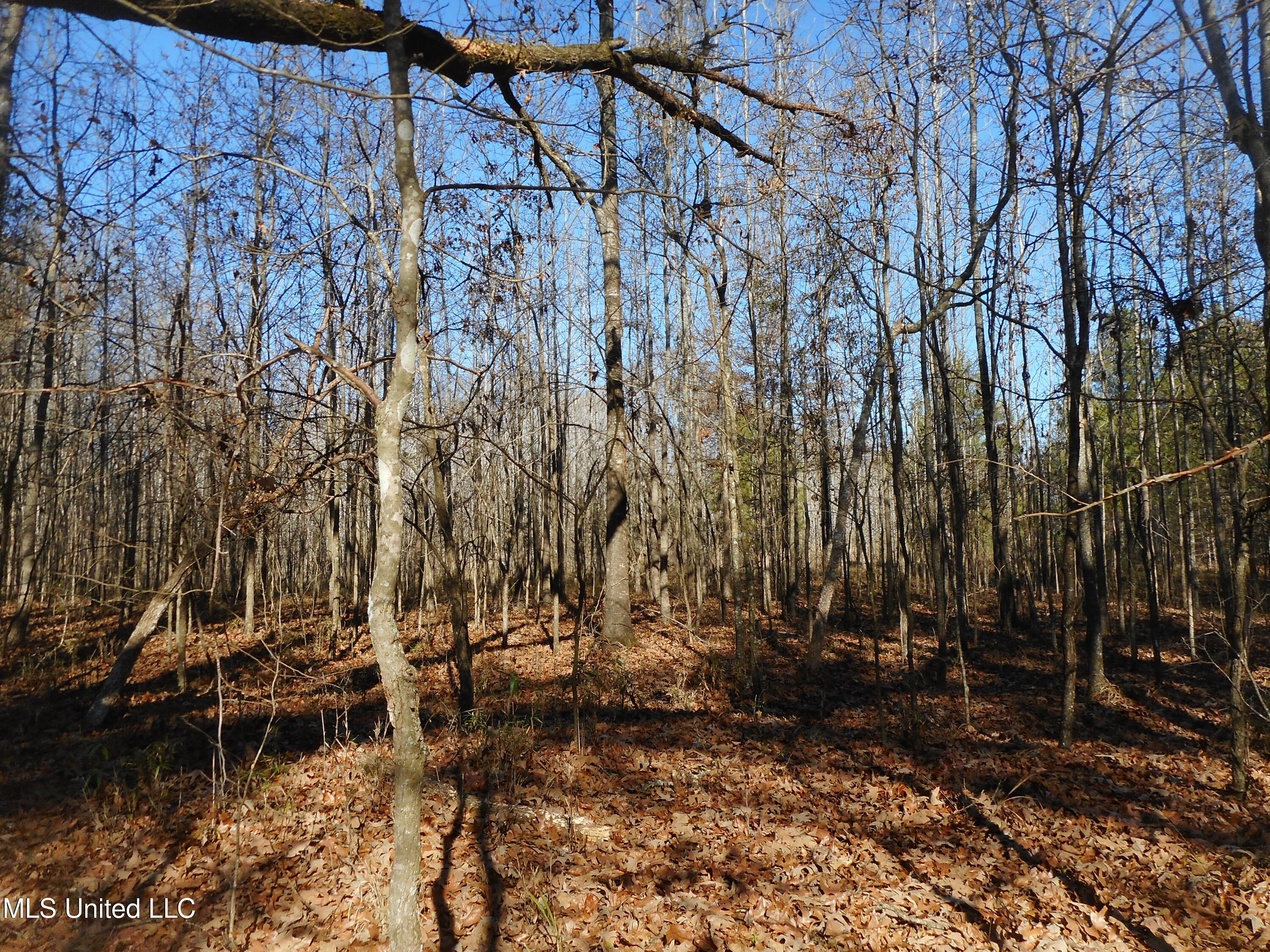 Chichester Road, Edwards, Mississippi image 8