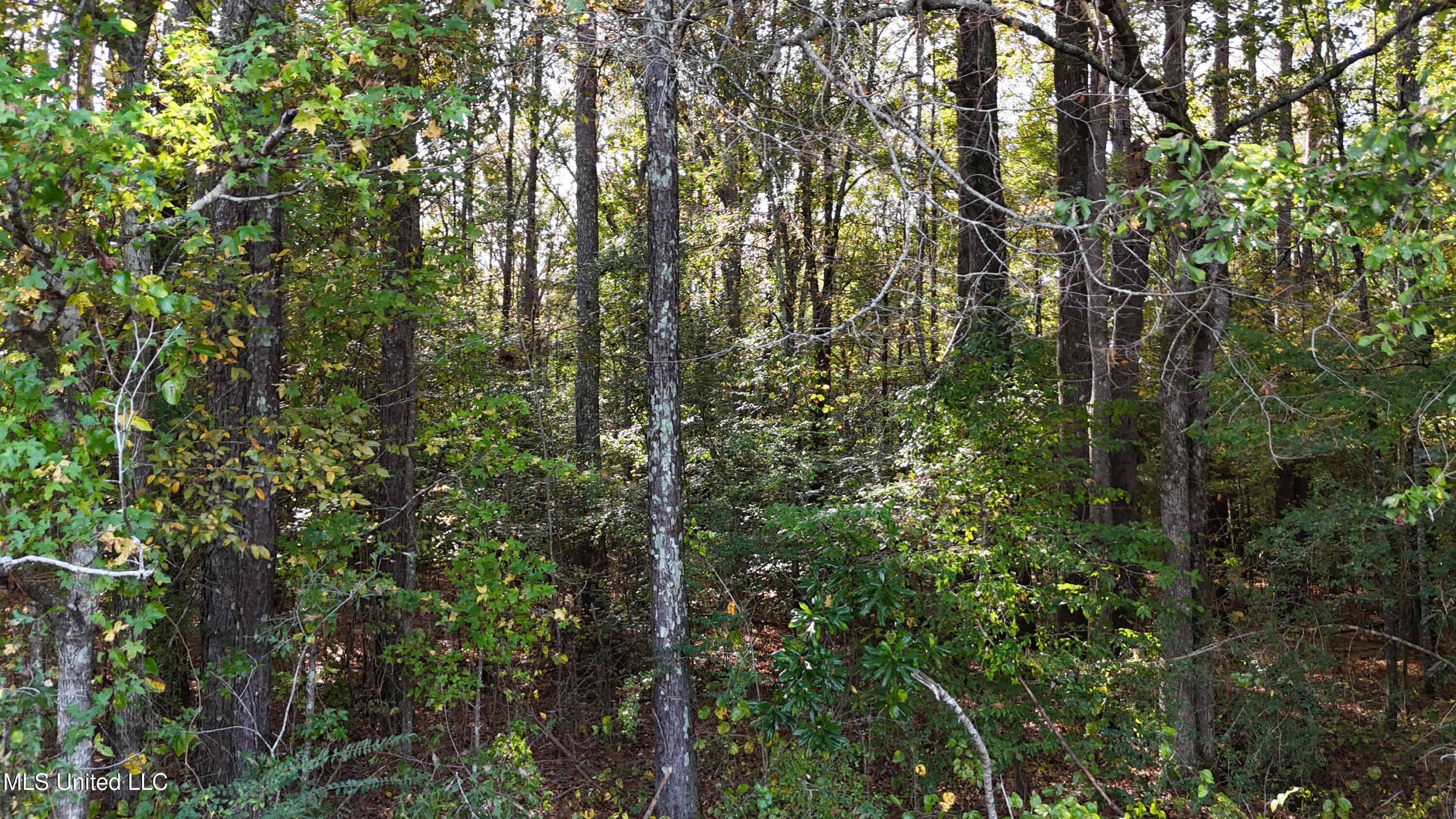 Old Pinola Braxton Rd Road, Braxton, Mississippi image 6