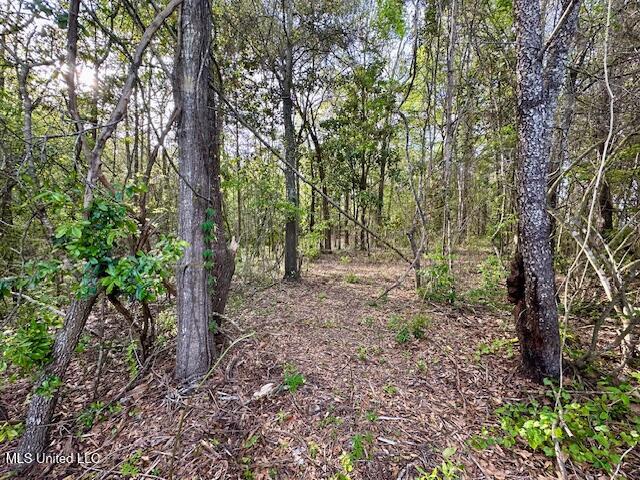 Simon Boulevard, Ocean Springs, Mississippi image 15