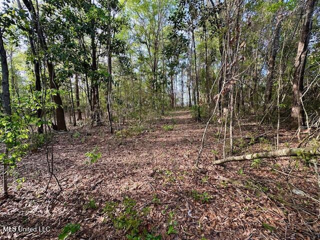Simon Boulevard, Ocean Springs, Mississippi image 14