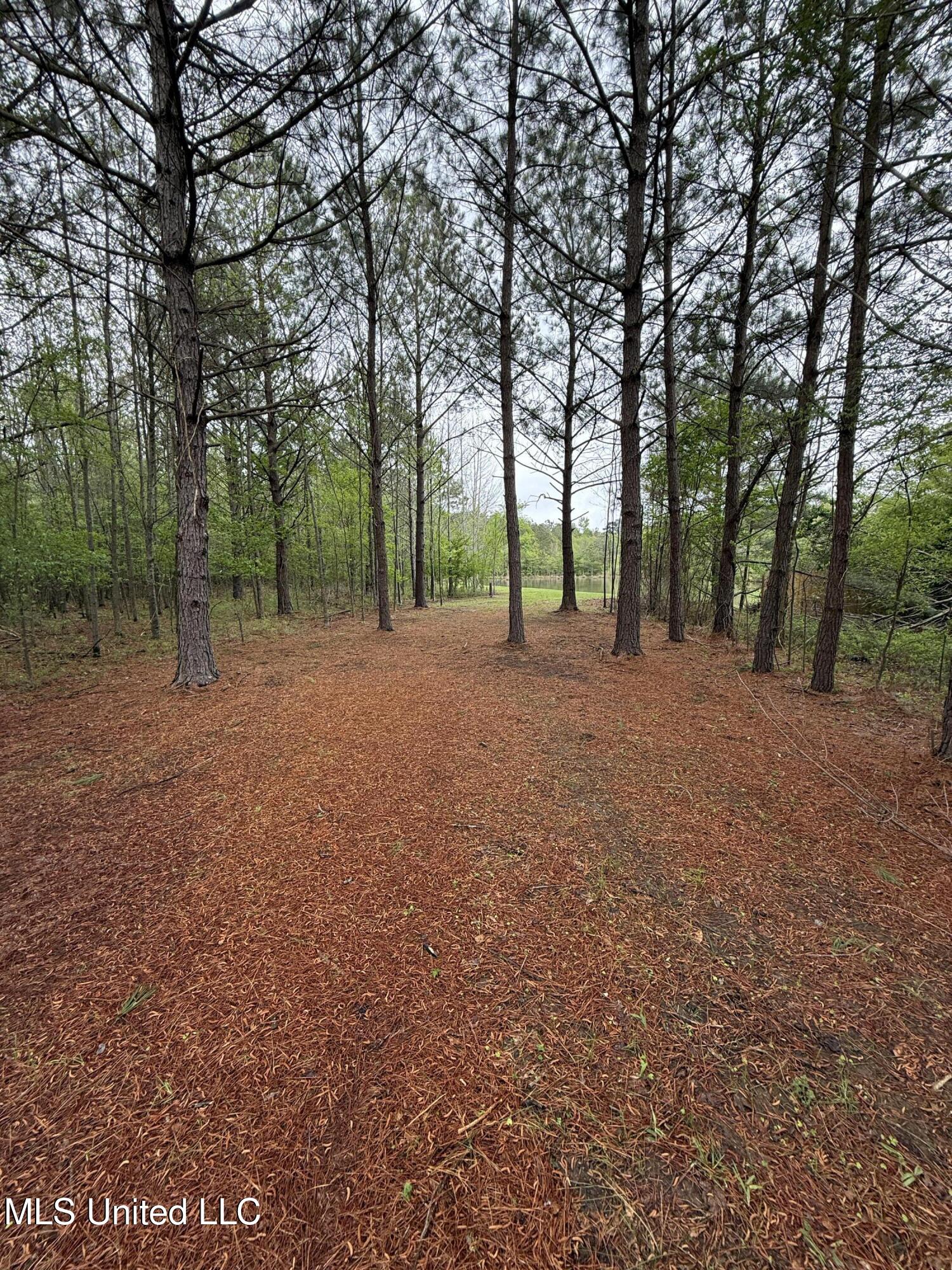 1102 Highway 35, Carthage, Mississippi image 6