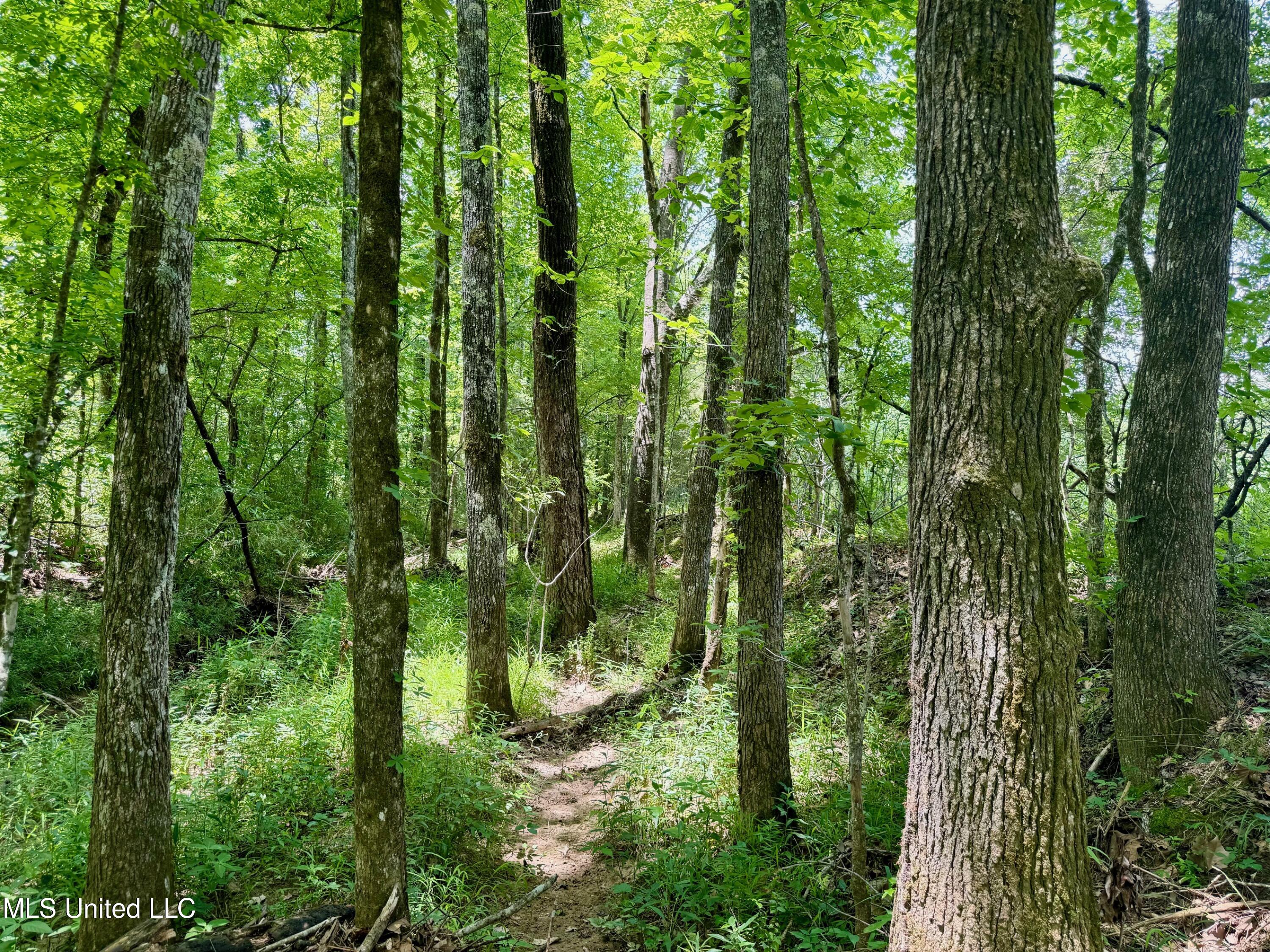 Renfroe Rd, Canton, Mississippi image 11