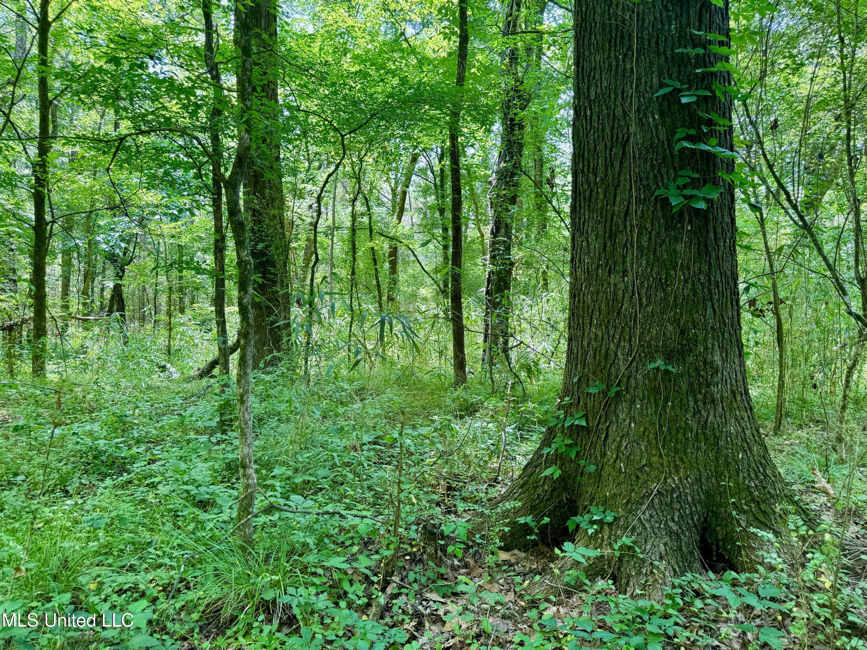 Renfroe Rd, Canton, Mississippi image 10