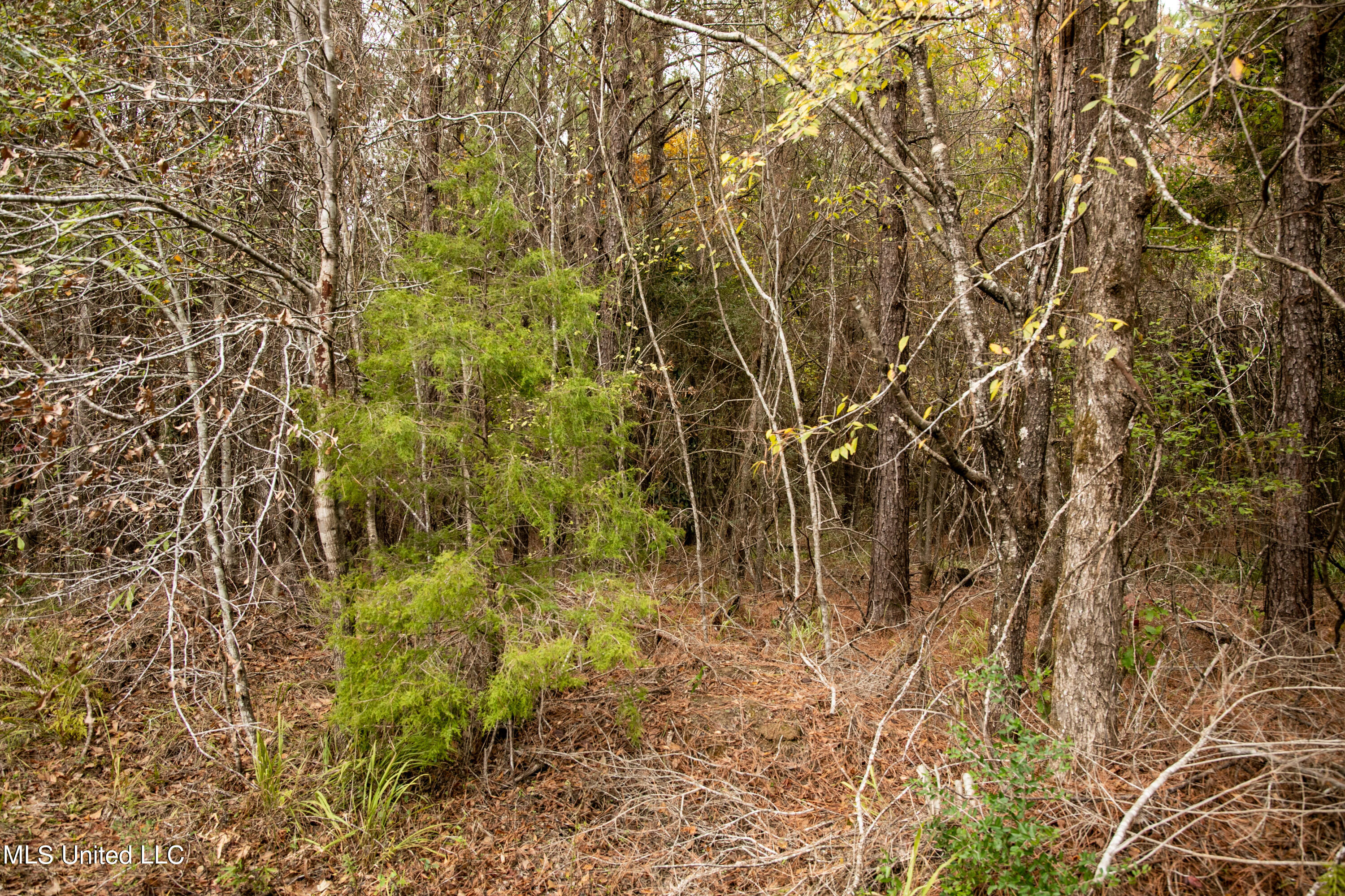 Union Road, Hazlehurst, Mississippi image 27